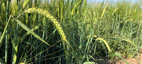 row   row barley breeding program montana state university