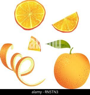 cartoon vector illustration  oranges stock vector image art alamy