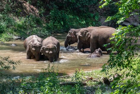 the carefree life of wild asian elephants in sw china cgtn