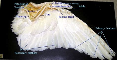 anatomy   animals wing  shown