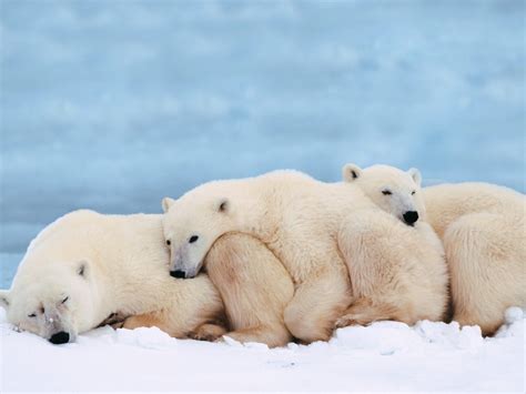 polar bears animals wallpaper  fanpop