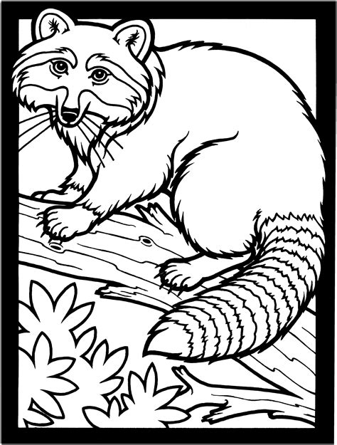 raccoon coloring pages