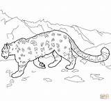Leopard Snow Coloring Pages Leopards Amur Colouring Printable Animal Clipart Template Drawing Clouded Mountain Print Drawings Book sketch template