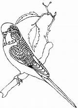 Coloring Pages Parakeet Color Bird Vorlagen Window Printable Ausmalbilder Vogel 18kb 680px sketch template