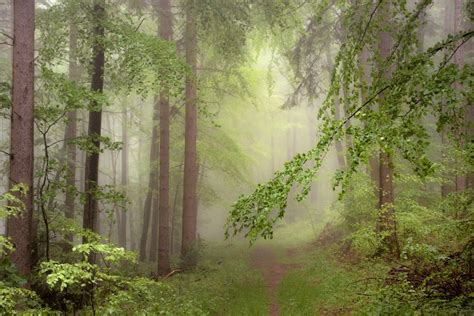 im nebelwald foto bild wald natur landschaft bilder auf fotocommunity