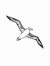 Albatross Fortuna Coloring sketch template