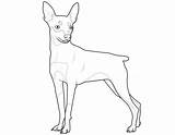Hunde Zwergpinscher Ausmalen Malvorlagen Hunderassen Malvorlage Familie sketch template