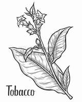 Tobacco Drawing Plant Leaf Vector Flower Pipe Goldenrod Sketch Getdrawings Illustration Tattoos Drawn Auswählen Pinnwand Bilder Botanical sketch template