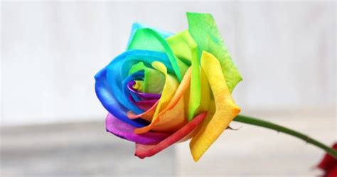 tesco to sell limited edition rainbow rose for valentine s day