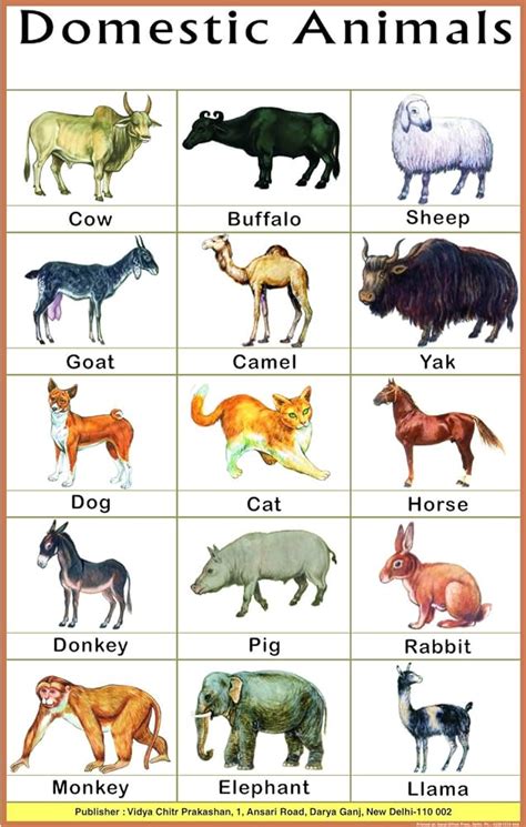 leaning charts  kids domestic animals  birds chart
