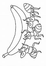 Banana Coloring Pages Ants Eating Parentune Printable Worksheets Bananas sketch template