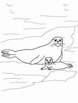Seal Coloring Printable Pages Harp Dolphin Animal Kids Baby Choose Board sketch template