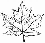 Leaf Maple Drawing Leaves Autumn Fall Pencil Easy Tree Line Japanese Coloring Pages Template Printable Drawn Syrup Drawings Sugar Clipart sketch template