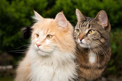 gene responsible  cat fur patterns  lead  designer pets
