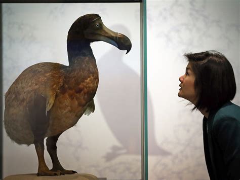 dodo  extinct     thought nbc news