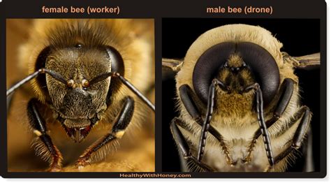 drone bee  worker picture  drone