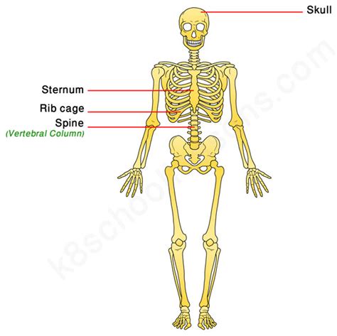human skeletal system human body facts skeleton bones facts