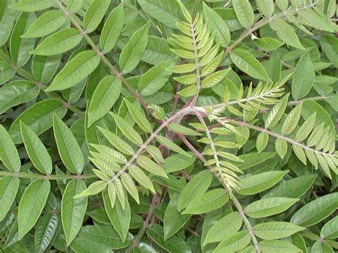 poison sumac images pictures