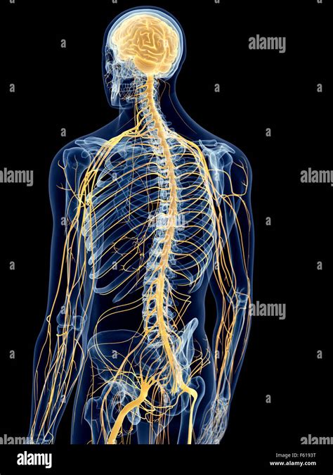 human nervous system  res stock photography  images alamy