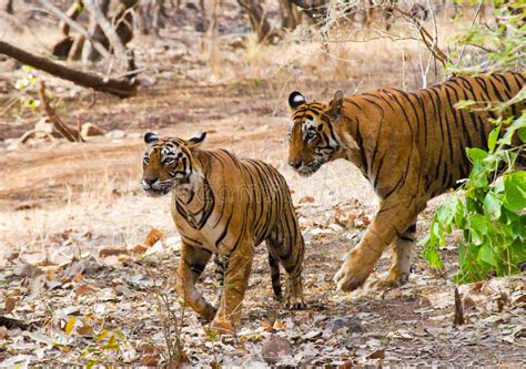 Tiger Couple Stock Image Image Of Mating Male Walking 31409073