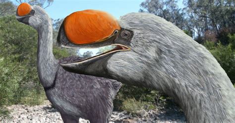 ancestor  biggest bird  discovered  archaeology news network