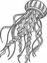 Jellyfish Antistress Meduse Sketch Coloritura Schizzo Disegnato Adulta Vecteurs Croquis Tiré Méduses sketch template