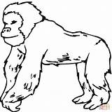 Gorilla Coloring Pages Color sketch template