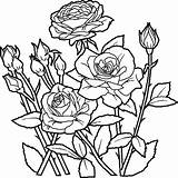 Trandafiri Colorat Cu Clopotel Flori sketch template