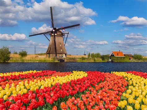 dutch tulips  windmills river cruise ultimate destinations