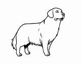Retriever Golden Coloring Coloringcrew Dog sketch template