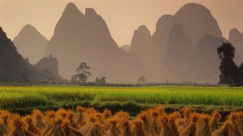 harvested rice fields  sunset  yangshuo guangxi region  china windows spotlight images