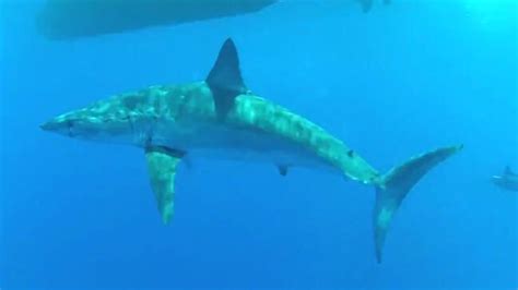 diver gets mighty shock from a mako shark