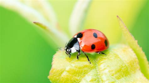 people releasing ladybugs   homes