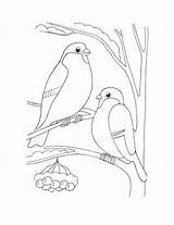 Coloring Bullfinch Pages Coloringtop sketch template