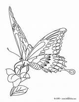 Monarch Mariposa Swallowtail Monarca Papillons Mariposas Kawaii Fleurs Coloriages Macaon Designlooter Colouring Metamorphosis Línea sketch template