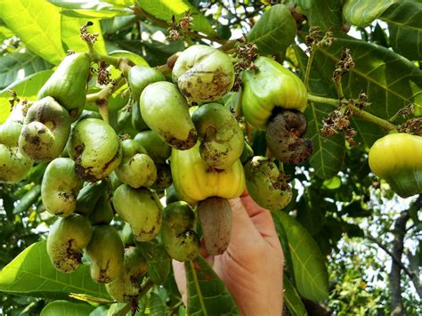 cashewnuss baeume lernen wie man cashews anbaut haenselblattcom