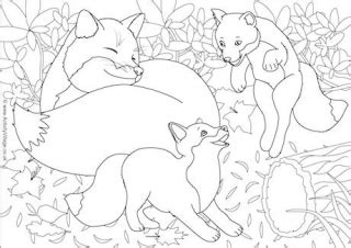 fox colouring page  kids