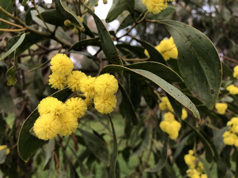 celebrating wattle day  kurrawonga nature glenelg trust