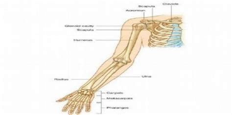 upper limb anatomy diagram