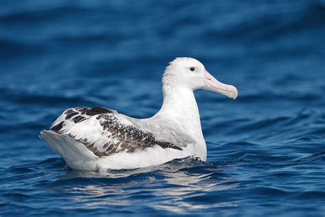 snowy albatross wikipedia
