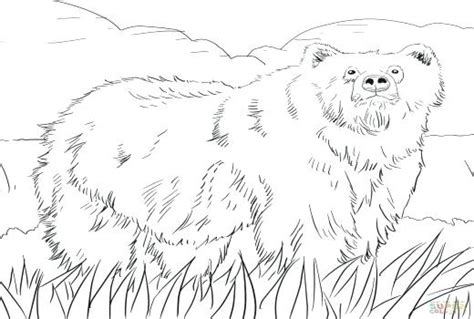 grizzly bear coloring pages  getcoloringscom  printable