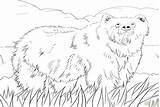 Grizzly Bear Pages Coloring Getcolorings Getdrawings sketch template