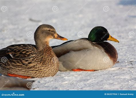 couple  wild duck stock photo image  wild biodiversity