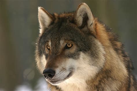 wolf zoo canis lupus kostenloses foto auf pixabay
