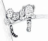 Leopard Baby Animal Drawings Cartoon Drawing Coloring Pages Sketches Cheetah Cute Snow Animals Printable Leapord Print Sketch Drawn Color Dessin sketch template