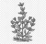Spearmint Herbaceous Hydrangea Gooseberry Peony Bethlehem Pngfind sketch template