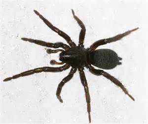 black spider bugguidenet