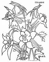Columbine Flower Drawing Colorado Flowers Colum sketch template