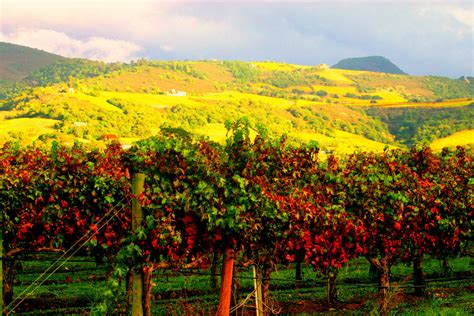 wine country treasures travel  napa valley