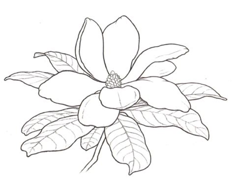magnolia drawings flower drawing flower coloring pages